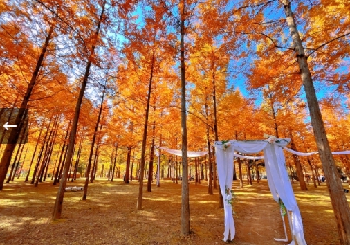 [ 남이섬기차여행 당일 - ITX청춘- 남이섬 & 구곡폭포ㆍ구봉산 카페거리 기차여행(중식제공)