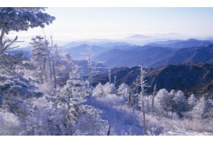 [상품코드 9121]  당일 [특별열차] 백두대간협곡열차 & 환상선(승부) & 분천 산타마을 & 태백산 눈꽃축제(27,01/23~1/31)