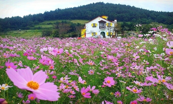 [상품코드 5900] 1박2일 - 청산도여행  - KTX  -청산도+보길도+땅끝마을+두륜산 출발확정