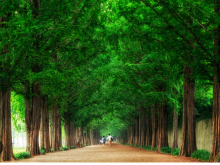 [상품코드 9979] 당일 - 담양기차여행 (수원,천안,평택역,동대구 출발) 담양 시티투어 담양죽녹원/강천산구름다리/메타세콰이어(중식제공)