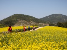 [상품코드 8497] 1박2일 - 청산도와 남도 여행 강진,백련사,가우도,보성녹차밭   [ 부전/동대구/창원 출발 ]