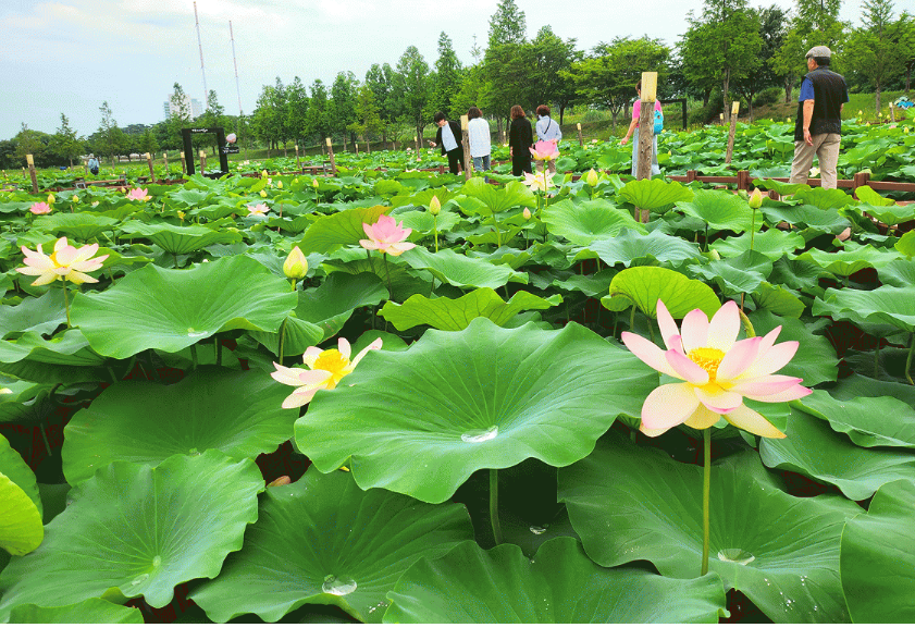 [상품코드 6899] [ 당일 - 강릉기차여행] KTX  천년의 도시! 강릉명소(오죽헌/경포호수/안목항/바다부채길) [출발확정]