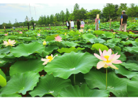 [상품코드 6899] [ 당일 - 강릉기차여행] KTX  천년의 도시! 강릉명소(오죽헌/경포호수/안목항/바다부채길) [출발확정]