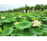 [상품코드 6899] [ 당일 - 강릉기차여행] KTX  천년의 도시! 강릉명소(오죽헌/경포호수/안목항/바다부채길) [출발확정]