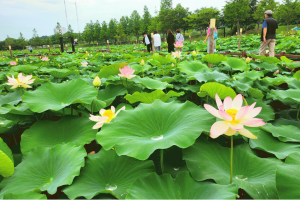 [상품코드 6899] [ 당일 - 강릉기차여행] KTX  천년의 도시! 강릉명소(오죽헌/경포호수/안목항/바다부채길) [출발확정]