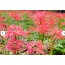 [ 상품코드 1400] 당일 - 와인열차여행 [국악와인열차] 9월 13(일)20(일)영동 와이너리 투어 / 김천 직지사 상사화
