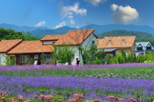 [상품코드 5339] 당일-강원도기차여행 - 동해바다 고성 화진포(6월라벤더)&금강산 건봉사&왕곡마을/속초 바다정원 당일 (가이드동행)(중식제공)