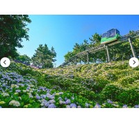 [상품코드 1799] [국악와인열차 / 1박2일] 7월 11(토) 포항 여름바다 야경 / 울산 대왕암 수국