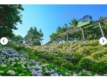 [상품코드 1799] [국악와인열차 / 1박2일] 7월 11(토) 포항 여름바다 야경 / 울산 대왕암 수국