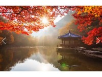 [상품코드 9787] 내장산 당일기차여행  (용산,수원,평택 출발) 새마을 - 가을여행의 1번지!! 내장산(내장사)단풍 여행(당일) 08:44분 출발~