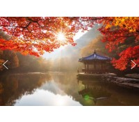 [상품코드 9787] 내장산 당일기차여행  (수원,평택,천안, 출발) 새마을 - 가을여행의 1번지!! 내장산(내장사)단풍 여행(07:03 or 09:15출발)