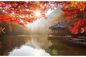 [상품코드 9787] 내장산 당일기차여행  (용산,수원,평택,서대전 출발) 새마을 - 가을여행의 1번지!! 내장산(내장사)단풍 여행(당일) 08:44분 출발~
