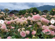 [상품코드 1616] 당일 - 국악와인열차] 5월 25(월) 31(일) 곡성 세계장미축제 / 남원 지리산 허브밸리