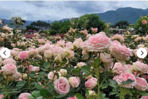 [상품코드 1616] 당일 - 국악와인열차] 5월 25(월) 31(일) 곡성 세계장미축제 / 남원 지리산 허브밸리