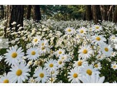 [상품코드 7689]  가을기차여행  정읍 구절초 꽃축제(가이드동행) 중식,석식제공  서울권,충청권,경상권 출발 10/8~18일까지