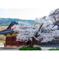 [상품코드 5459] 당일- 공주 마곡사&부여 정림사지&궁남지 @2식 제공 당일 기차여행(가이드동행)