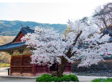 [상품코드 5459] 당일- 공주 마곡사&부여 정림사지&궁남지 @2식 제공 당일 기차여행(가이드동행)