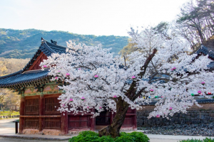 [상품코드 5459] 당일- 공주 마곡사&부여 정림사지&궁남지 @2식 제공 당일 기차여행(가이드동행)