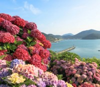 [상품코드 9978]  1박2일 - KTX - 완도 금당도 & 고흥반도일주( 나로도*쑥섬* 고흥우주발사전망대 ) 여행(전일정식사제공(4식)