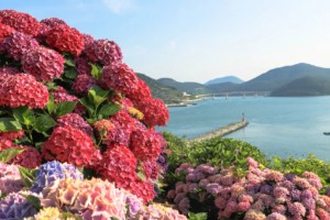 [상품코드 9978]  1박2일 - KTX - 완도 금당도 & 고흥반도일주( 나로도*쑥섬* 고흥우주발사전망대 ) 여행(전일정식사제공(4식)