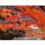 [상품코드 5491] 당일(토요일만출발) - 지리산기차여행 지리산 뱀사골&지리산 흑돼지구이+남원 광한루&추어탕(가이드동행)(중식,석식제공)