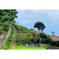 [상품코드 1254] 당일 - 와인기차여행 국악와인열차 4월 19(일) 익산 미륵사지 / 고창 청보리밭