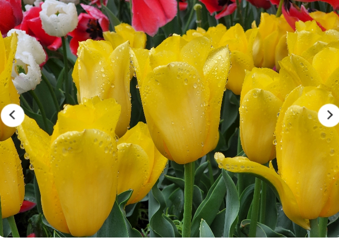 [상품코드 3470]  태안튤립축제 [새마을호] 수덕사 & 태안 세계원예치유박람회 + 꽃지해변 기차여행 (당일)  맛집여행