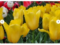 [상품코드 3470]  태안튤립축제 [새마을호] 수덕사 & 태안 세계원예치유박람회 + 꽃지해변 기차여행 (당일)  맛집여행