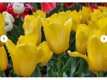 [상품코드 3470]  태안튤립축제 [새마을호] 수덕사 & 태안 세계원예치유박람회 + 꽃지해변 기차여행 (당일)  맛집여행