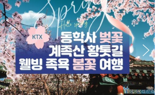 [ 봄꽃당일기차여행 - KTX / SRT- 계룡산 동학사 벚꽃 & 계족산 황톳길 & 웰빙 족욕 봄꽃여행