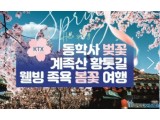 [ 봄꽃당일기차여행 - KTX / SRT- 계룡산 동학사 벚꽃 & 계족산 황톳길 & 웰빙 족욕 봄꽃여행