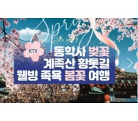[ 봄꽃당일기차여행 - KTX / SRT- 계룡산 동학사 벚꽃 & 계족산 황톳길 & 웰빙 족욕 봄꽃여행