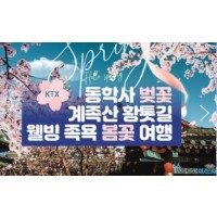 [ 봄꽃당일기차여행 - KTX / SRT- 계룡산 동학사 벚꽃 & 계족산 황톳길 & 웰빙 족욕 봄꽃여행