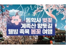 [ 봄꽃당일기차여행 - KTX / SRT- 계룡산 동학사 벚꽃 & 계족산 황톳길 & 웰빙 족욕 봄꽃여행