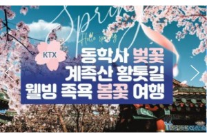 [ 봄꽃당일기차여행 - KTX / SRT- 계룡산 동학사 벚꽃 & 계족산 황톳길 & 웰빙 족욕 봄꽃여행