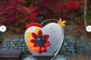 [상품코드 3194]  당일 협곡가을기차여행  [KTX이음] 백두대간 협곡열차 가을 단풍 하루 기차여행 (인솔자동행)중식,석식제공