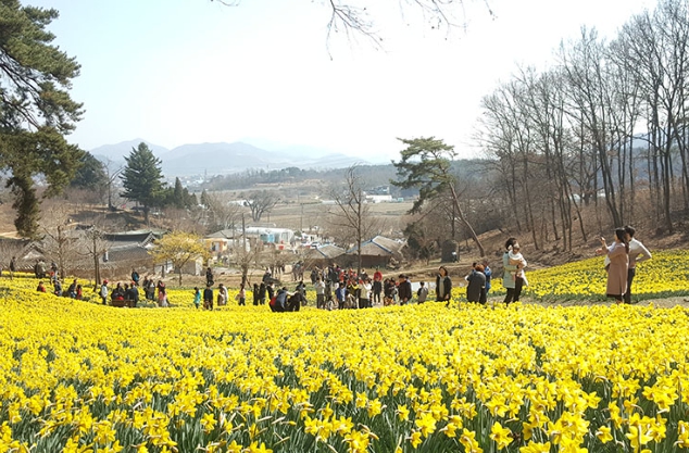 [상품코드 5393] ◈충청도 별미여행◈서산 유기방가옥 수선화축제+안면도 꽃지해변+예산 수덕사+태안노을길 5코스 트래킹_ [ 중,석식제공 ] (가이드 동행)