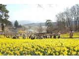 [상품코드 5393] ◈충청도 별미여행◈서산 유기방가옥 수선화축제+안면도 꽃지해변+예산 수덕사+태안노을길 5코스 트래킹_ [ 중,석식제공 ] (가이드 동행)