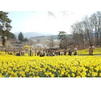 [상품코드 5393] ◈충청도 별미여행◈서산 유기방가옥 수선화축제+안면도 꽃지해변+예산 수덕사+태안노을길 5코스 트래킹_ [ 중,석식제공 ] (가이드 동행)