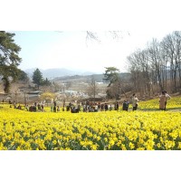 [상품코드 5393] ◈충청도 별미여행◈서산 유기방가옥 수선화축제+안면도 꽃지해변+예산 수덕사+태안노을길 5코스 트래킹_ [ 중,석식제공 ] (가이드 동행)