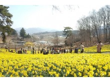 [상품코드 5393] ◈충청도 별미여행◈서산 유기방가옥 수선화축제+안면도 꽃지해변+예산 수덕사+태안노을길 5코스 트래킹_ [ 중,석식제공 ] (가이드 동행)