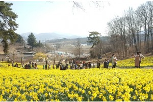 [상품코드 5393] ◈충청도 별미여행◈서산 유기방가옥 수선화축제+안면도 꽃지해변+예산 수덕사+태안노을길 5코스 트래킹_ [ 중,석식제공 ] (가이드 동행)