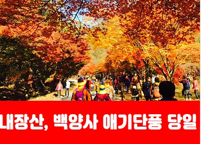 [상품코드 7341]  당일 내장산기차여행 - ★가을단풍★내장산&백양사 애기단풍(중식제공) [용산,천안,서대전,부산,동대구,창원,울산 출발]