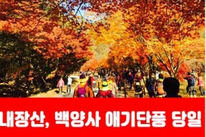 [상품코드 7341]  당일 내장산기차여행 - ★가을단풍★내장산&백양사 애기단풍(중식제공) [용산,천안,서대전,부산,동대구,창원,울산 출발]
