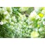 [상품코드 1900] 당일 [국악와인열차] 8월 29(토) 정읍 용산호 미르샘다리 / 담양 죽화경 수국