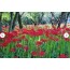 [상품코드 1900] [국악와인열차] 10월 4(일) 정읍 내장산 수목원 / 고창 선운사 상사화