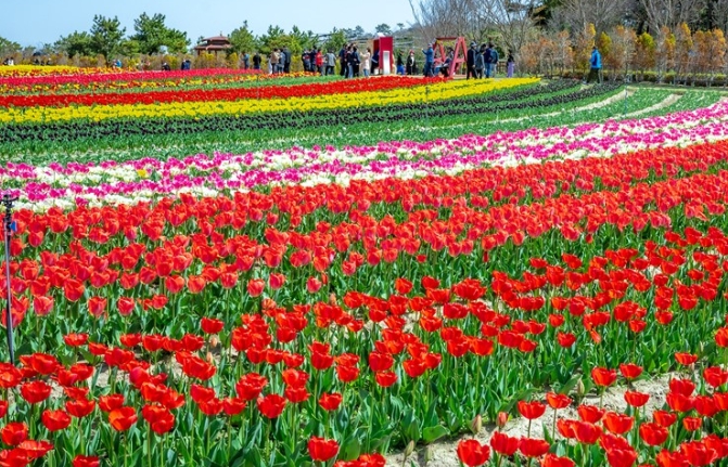 [ 1박2일 - 튤립축제기차여행 ] KTX 신안 임자도 튤립축제+증도+섬티아고 12사도길 1박2일 목포 신안비치호텔 숙박 (가이드동행) 5/2,18