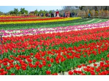 [ 1박2일 - 튤립축제기차여행 ] KTX 신안 임자도 튤립축제+증도+섬티아고 12사도길 1박2일 목포 신안비치호텔 숙박 (가이드동행) 5/2,18