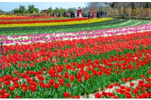 [ 1박2일 - 튤립축제기차여행 ] KTX 신안 임자도 튤립축제+증도+섬티아고 12사도길 1박2일 목포 신안비치호텔 숙박 (가이드동행) 5/2,18