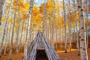 [상품코드 5469][ 당일 - 인제자작나무숲 가을여행 - 강원도 인제 자작나무숲* 홍천 수타사 당일 기차여행 (중식제공)